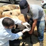 ارائه خدمات ۲۷تیم دامپزشکی برای نظارت ذبح دام در قزوین