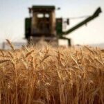 گندمکاران حتما بخوانند/ زمان واریز مطالبات گندمکاران اعلام شد + جزییات